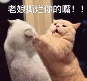 娱乐吃瓜君和猫,揭秘娱乐圈的萌宠趣事 第3张 娱乐吃瓜君和猫,揭秘娱乐圈的萌宠趣事 第3张