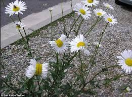 菊花网在线观看完整版,经典影片在线观看完整版 第2张 菊花网在线观看完整版,经典影片在线观看完整版 第2张